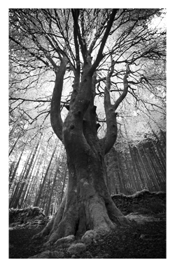 A3P 1572 Hafod Branching out